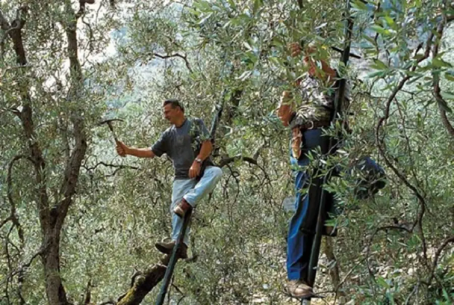 Tutto quello che c’è da sapere sulla potatura dell’olivo