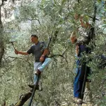 Tutto quello che c’è da sapere sulla potatura dell’olivo