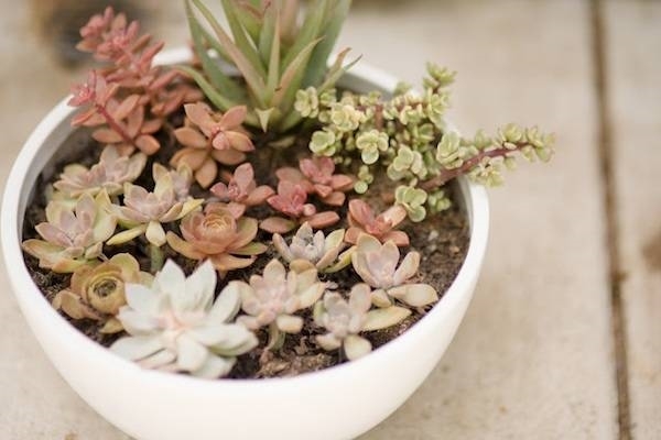 Vaso per le piante: come scegliere quello più adatto?