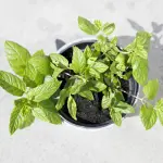 Insetticidi per casa e giardino più sani