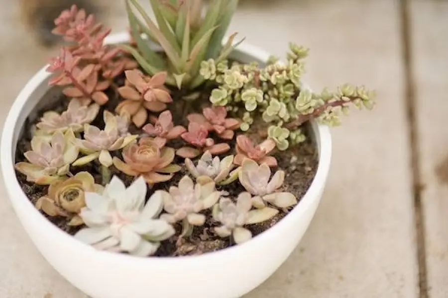 Vaso per le piante: come scegliere quello più adatto?