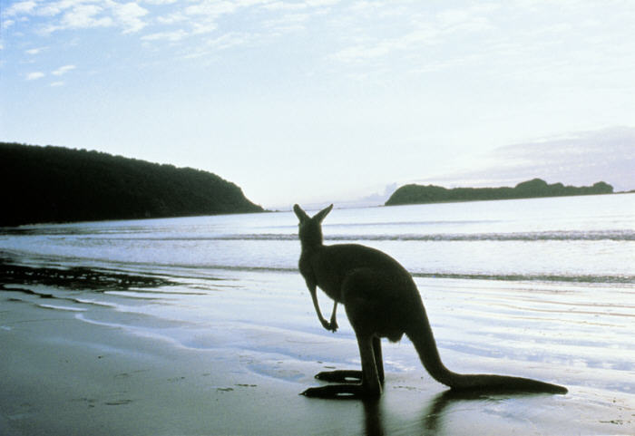 ecoturismo Kangaroo Island Beach, Australia