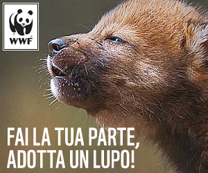 WWF, campagna "Adotta un lupo, ora"