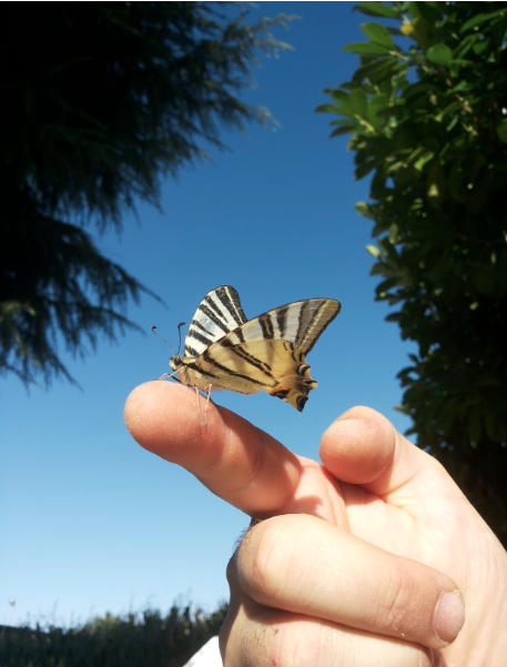 crowdfunding per salvare le farfalle